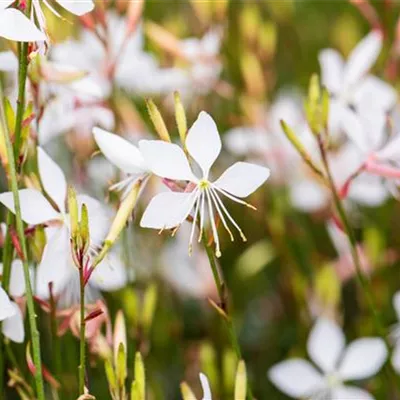 Topfgrösse 0.5 Liter - Präriekerze, Prachtkerze - Gaura lindheimeri 'Whirling Butterflies'