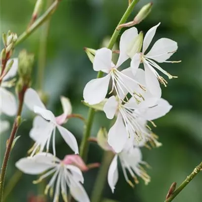 Topfgrösse 1 Liter - Präriekerze, Prachtkerze - Gaura lindheimeri 'Summer Breeze'