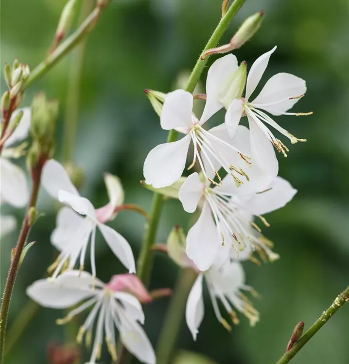 Präriekerze, Prachtkerze - Gaura lindheimeri 'Summer Breeze'