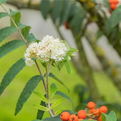 im Container 80 - 100 - Eberesche, Vogelbeere - Sorbus aucuparia