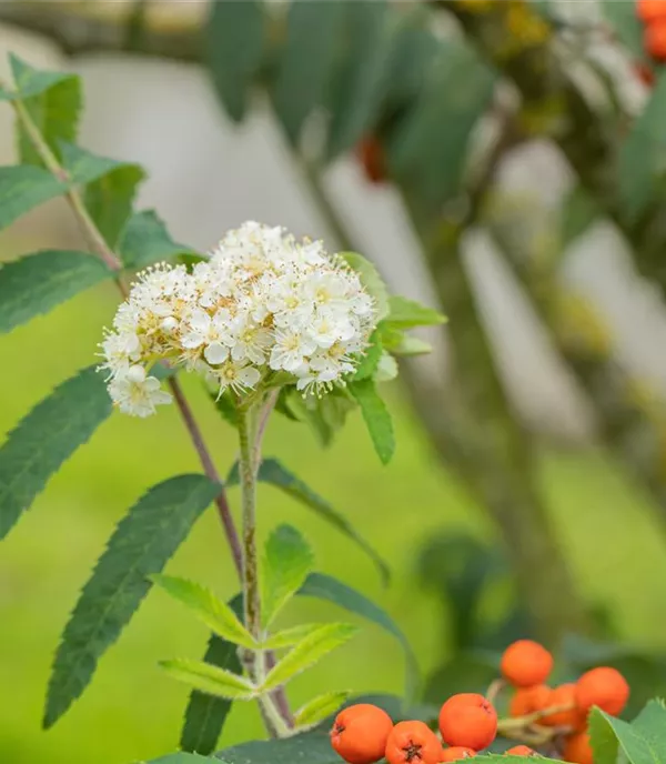 Sorbus aucuparia