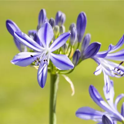 Topfgrösse 1 Liter - Schmucklilie - Agapanthus 'Headbourne Hybrids'