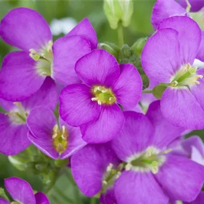 Topfgrösse 0.5 Liter - Gänsekresse - Arabis caucasica 'Nana'