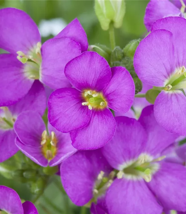 Arabis caucasica 'Nana'