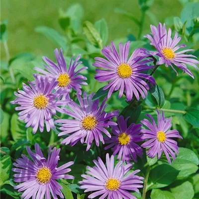 Topfgrösse 1 Liter - Sommer-Aster 'Wunder von Stäfa' - Aster frikartii (x) 'Wunder von Stäfa'