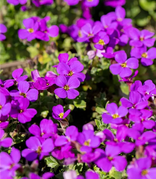 Aubrieta 'Hamburger Stadtpark'