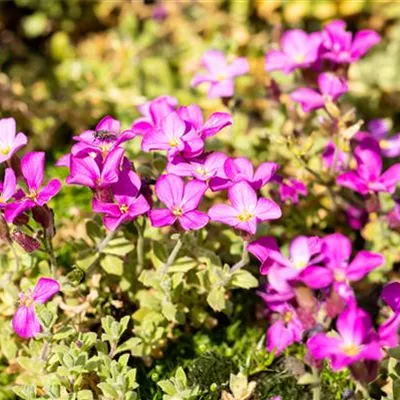 Topfgrösse 0.5 Liter - Blaukissen - Aubrieta 'Rosenteppich'