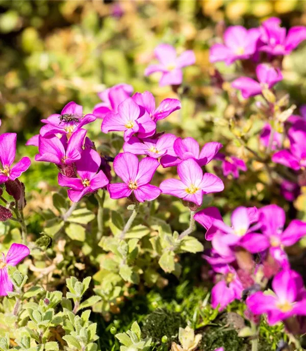 Aubrieta 'Rosenteppich'