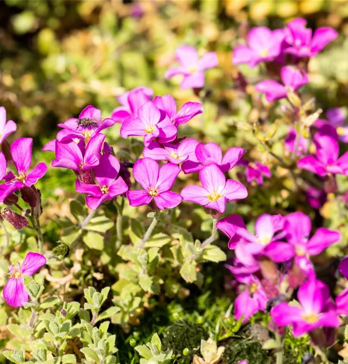 Blaukissen - Aubrieta 'Rosenteppich'