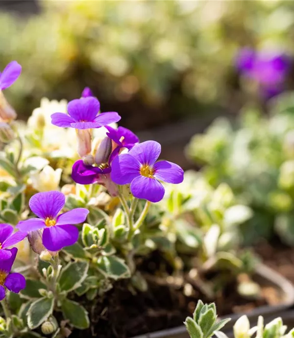 Aubrieta 'Silberrand'