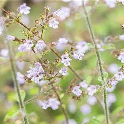 Topfgrösse 0.5 Liter - Bergminze - Calamintha nepeta 'Blue Cloud'