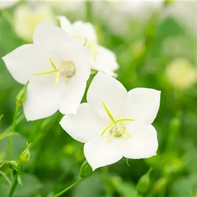 Topfgrösse 0.5 Liter - Karpatenglockenblume - Campanula carpatica 'Weisse Clips'