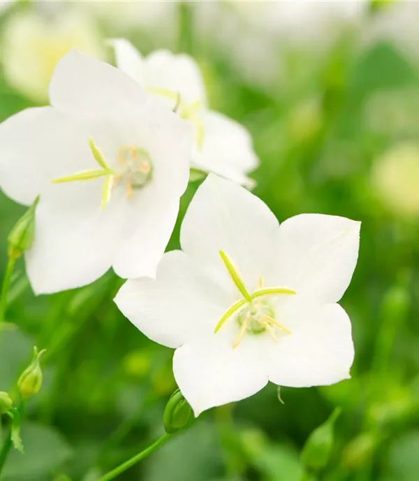 Campanula carpatica 'Weisse Clips'