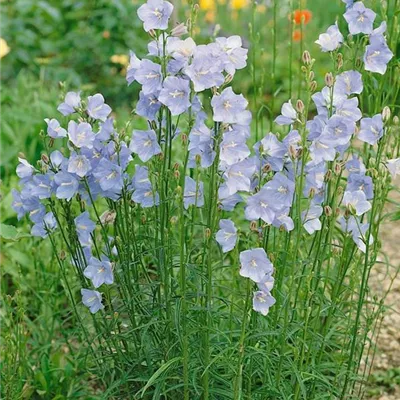 Topfgrösse 1 Liter - Pfirsichblättrige Glockenblume 'Grandiflora Coerulea' - Campanula persicifolia 'Grand. Coerulea'