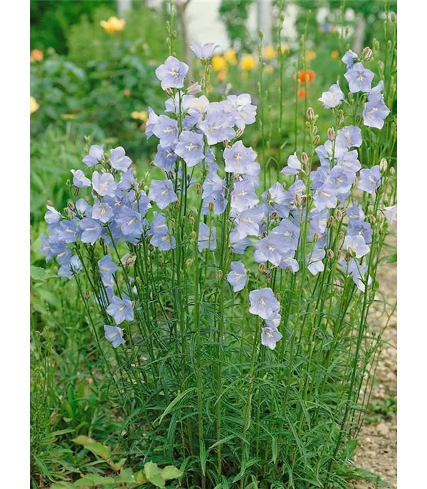 Campanula persicifolia 'Grand. Coerulea'