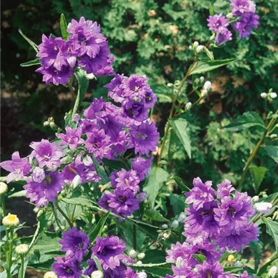 Topfgrösse 0.5 Liter - Nesselblättrige Glockenblume - Campanula trachelium