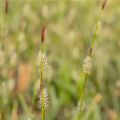 Topfgrösse 0.5 Liter - Berg-Segge - Carex montana