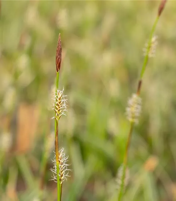 Carex montana