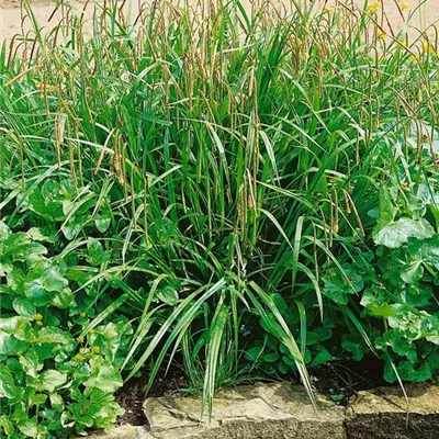 Topfgrösse 1 Liter - Hänge-Segge - Carex pendula