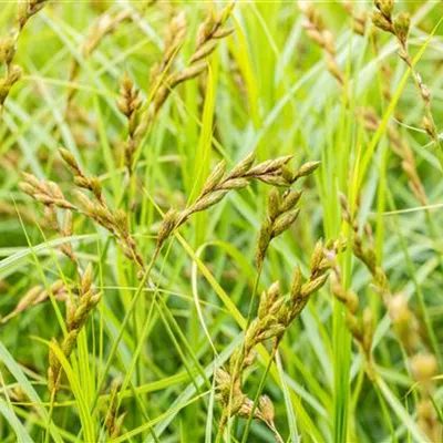 Topfgrösse 0.5 Liter - Wald-Segge - Carex sylvatica