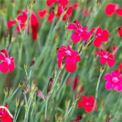 Topfgrösse 0.5 Liter - Nelke - Dianthus deltoides 'Leuchtfunk'