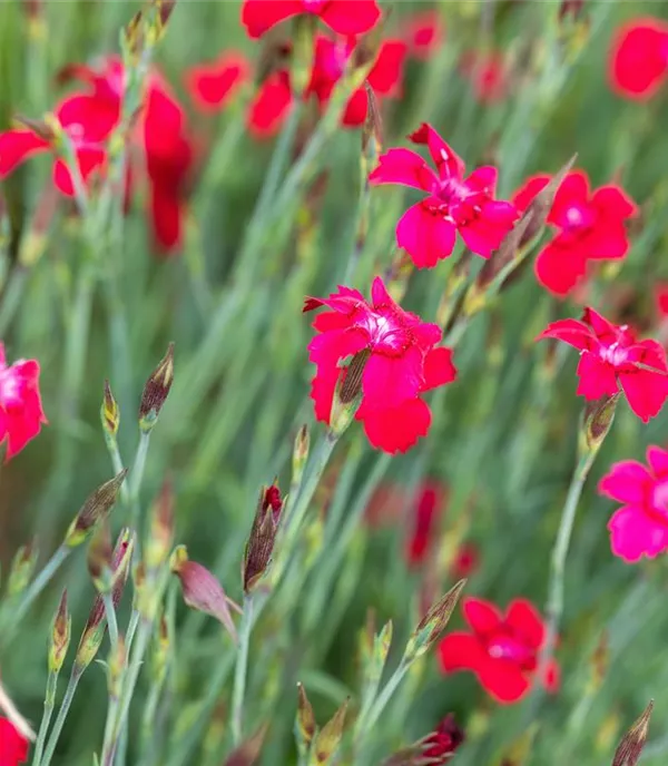 Dianthus deltoides 'Leuchtfunk'