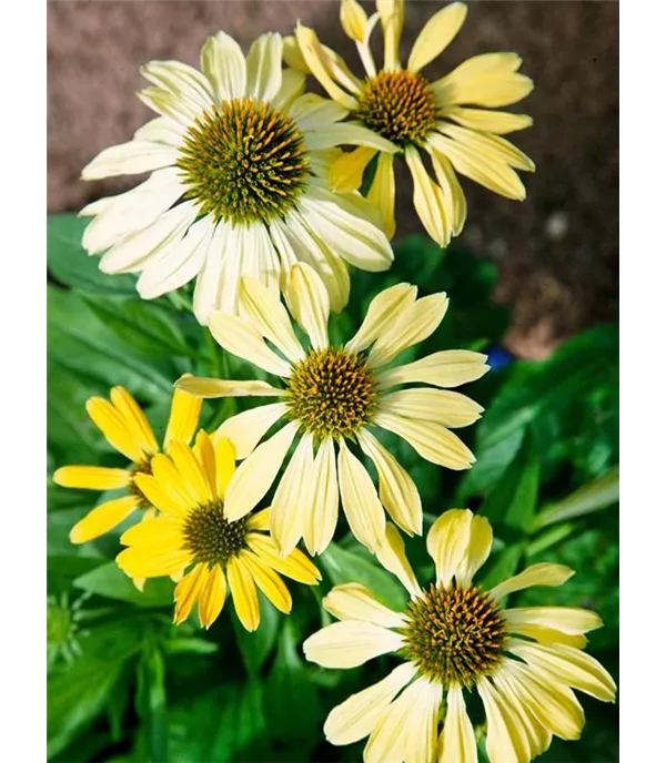 Echinacea 'Sunrise'