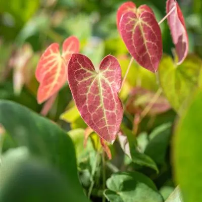 Topfgrösse 0.5 Liter - Elfenblume - Epimedium versicolor (x) 'Sulphureum'