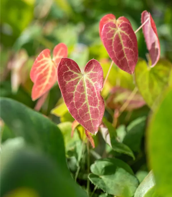 Epimedium versicolor (x) 'Sulphureum'