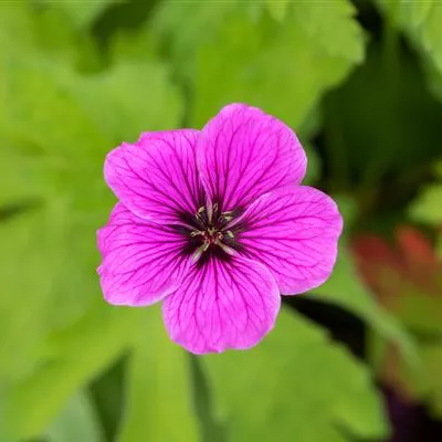 Topfgrösse 0.5 Liter - Sumpfstorchschnabel - Geranium palustre