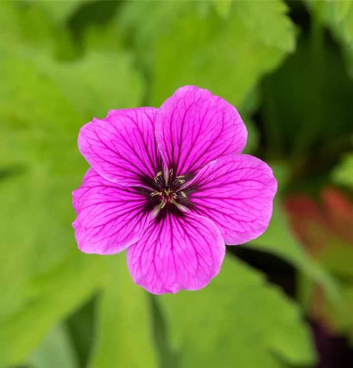 Sumpfstorchschnabel - Geranium palustre