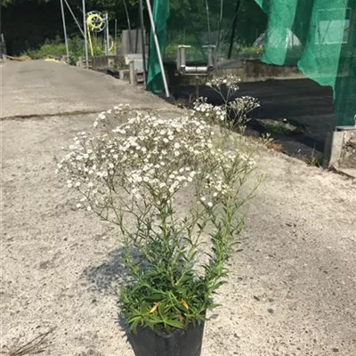 Topfgröße 1 Liter - Garten-Schleierkraut - Gypsophila paniculata 'Summer Sparkles'(s)