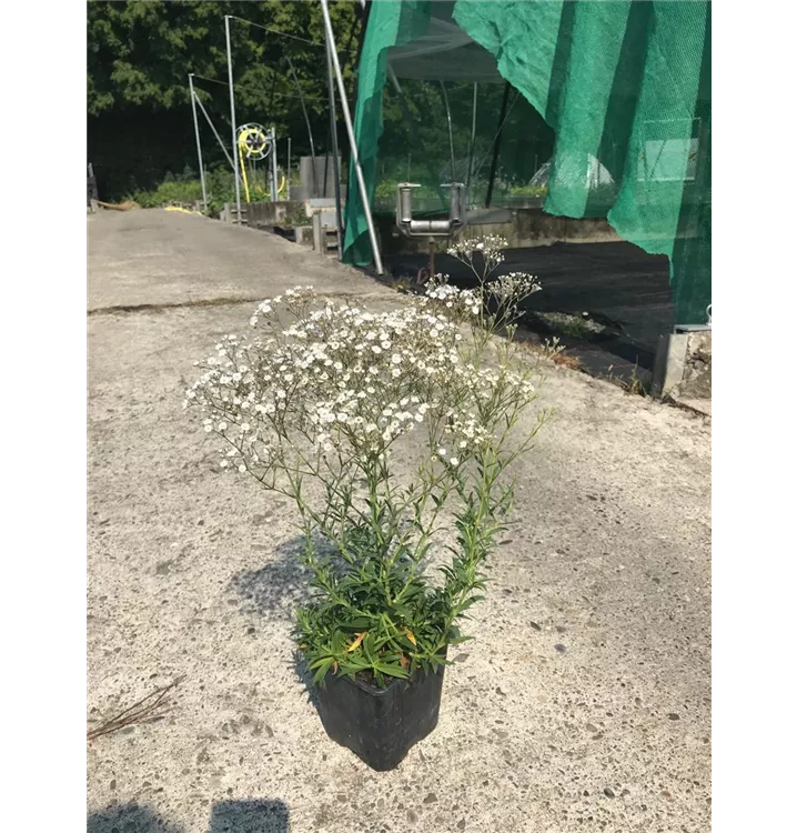 Garten-Schleierkraut - Gypsophila paniculata 'Summer Sparkles'(s)