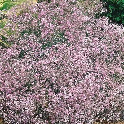 Topfgrösse 0.5 Liter - Kriechendes Schleierkraut - Gypsophila repens