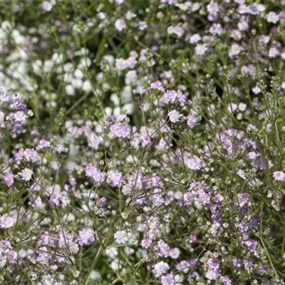 Topfgrösse 1 Liter - Schleierkraut - Gypsophila paniculata 'Flamingo'