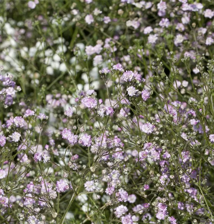 Schleierkraut - Gypsophila paniculata 'Flamingo'