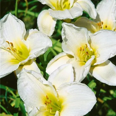 Topfgrösse 1 Liter - Garten-Taglilie 'Gentle Shepherd' - Hemerocallis 'Gentle Shepherd'