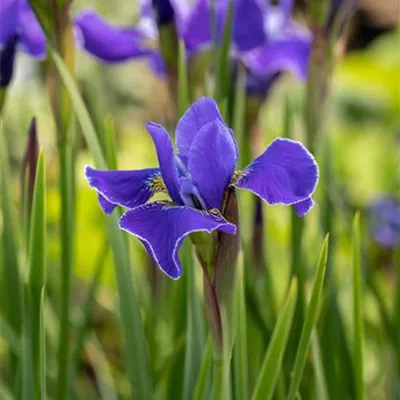 Topfgrösse 1 Liter - Sibirische Schwertlilie - Iris sibirica 'Caesar's Brother'