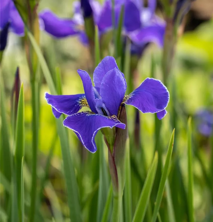 Sibirische Schwertlilie - Iris sibirica 'Caesar's Brother'