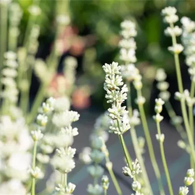 Topfgrösse 0.5 Liter - Lavendel - Lavandula intermedia (x) 'Edelweiss'