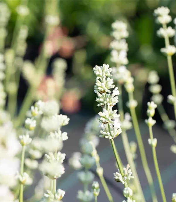 Lavandula intermedia (x) 'Edelweiss'