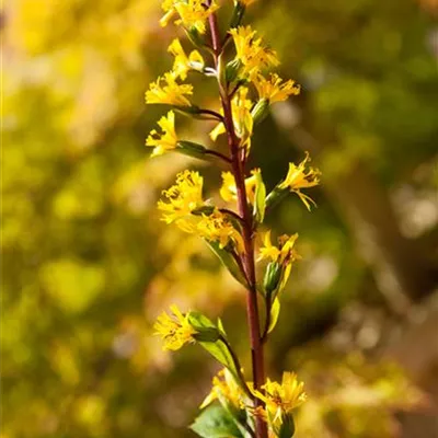 Topfgrösse 1 Liter - Goldkolben, Greiskraut - Ligularia przewalskii