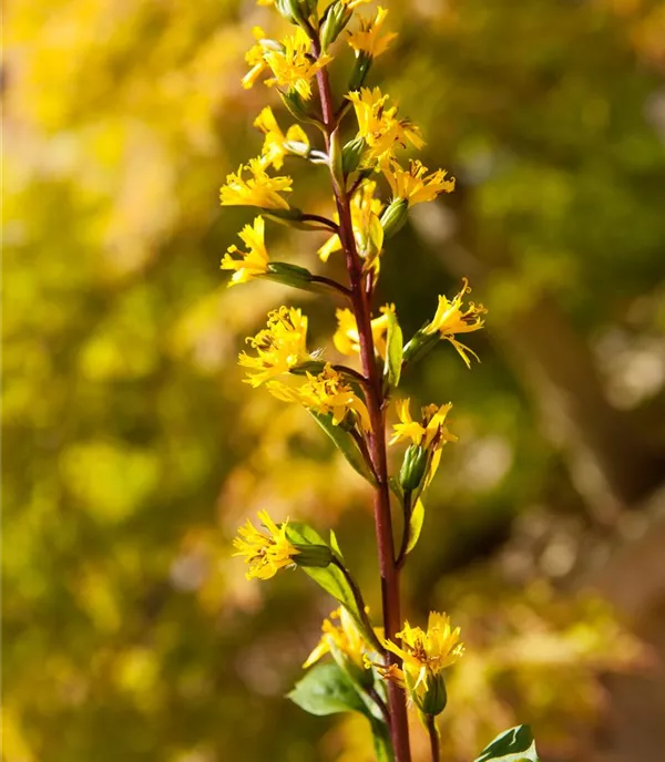 Ligularia przewalskii