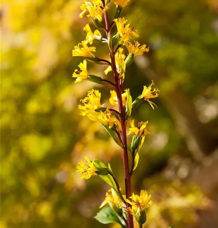 Goldkolben, Greiskraut - Ligularia przewalskii