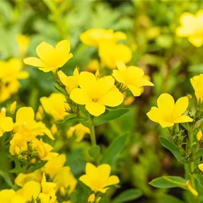 Topfgrösse 0.5 Liter - Gelber Lein - Linum flavum 'Compactum'