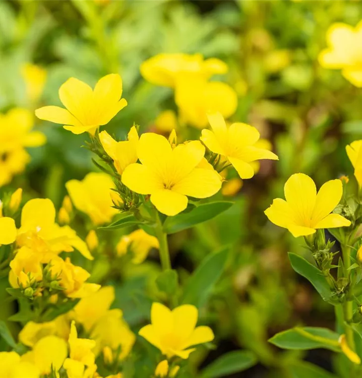 Gelber Lein - Linum flavum 'Compactum'