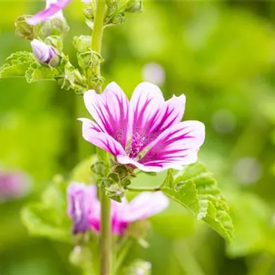 Topfgrösse 1 Liter - Wilde Malve - Malva sylvestris 'Zebrina'