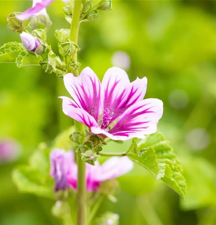 Wilde Malve - Malva sylvestris 'Zebrina'