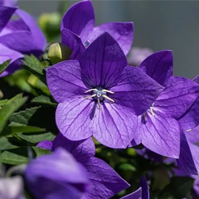 Topfgrösse 1 Liter - Grossblütige Garten-Ballonblume 'Fuji Blue' - Platycodon grandiflorus 'Fuji Blue'