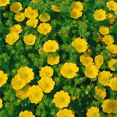 Topfgrösse 0.5 Liter - Hohes Garten-Fingerkraut 'Warrenii' - Potentilla recta 'Warrenii'